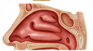 Parede lateral da cavidade nasal com cornetos